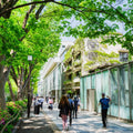 Harajuku and Omotesando Walk