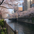 Nakameguro Riverside Walk