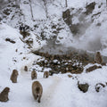 Nagano Full Day Luxury Private Tour - from Tokyo with English-Speaking Driver