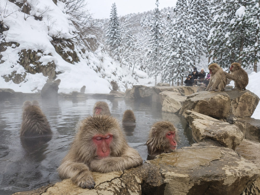 Nagano Full Day Luxury Private Tour - from Tokyo with English-Speaking Driver