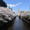 Nakameguro Riverside Walk
