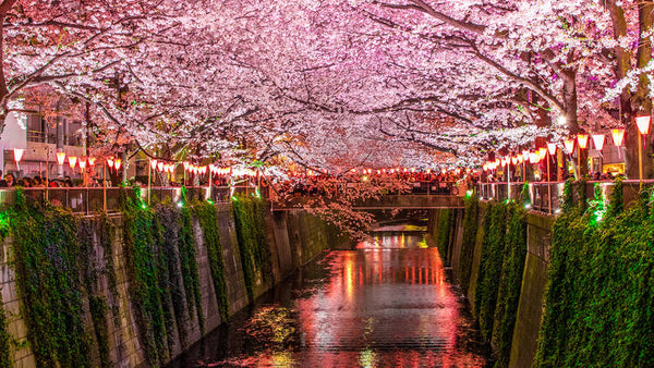 Nakameguro Riverside Walk
