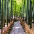 Kamakura Full Day Luxury Private Tour - from Tokyo with English-Speaking Driver