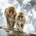 Nagano Full Day Luxury Private Tour - from Tokyo with English-Speaking Driver